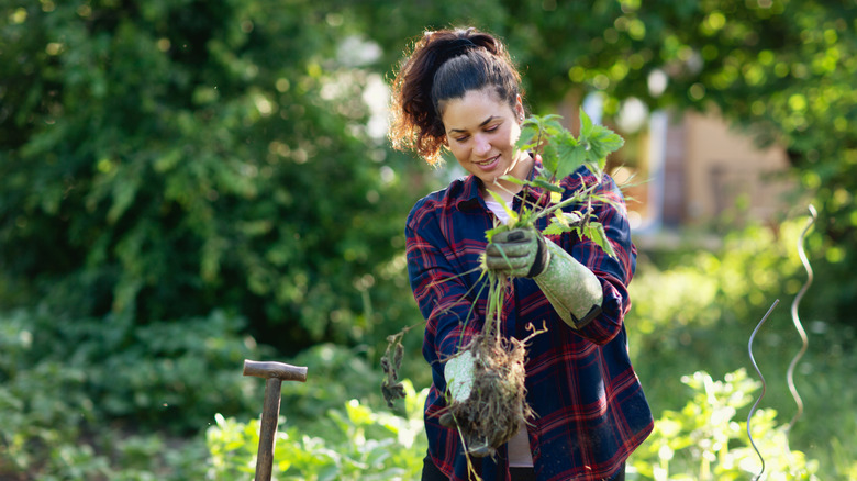 A woman holds a bunch of weeds with roots in a gloved hand after pulling them out of the ground.