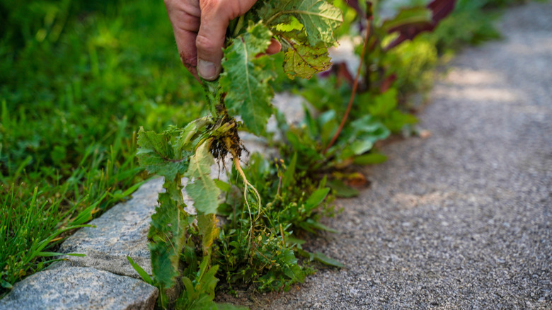 Pulling weeds from the edge of the pavement