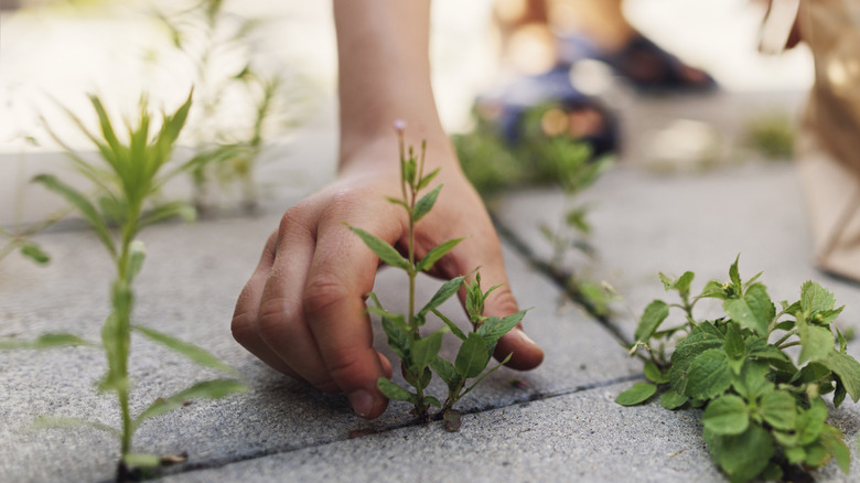 a boy removing weeds from between block paving with hands
