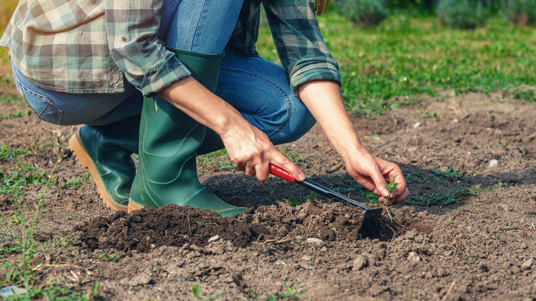 Person crouched down and pulling weeds