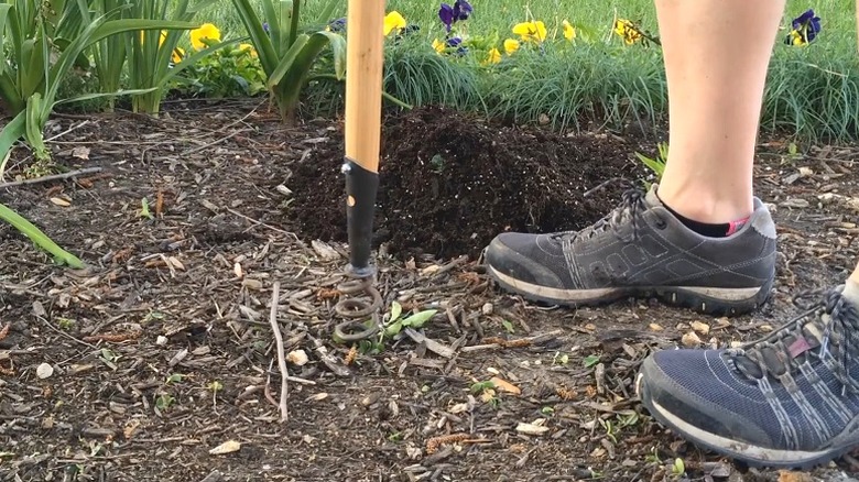 Person using Dewit corkscrew weeder to remove small weed