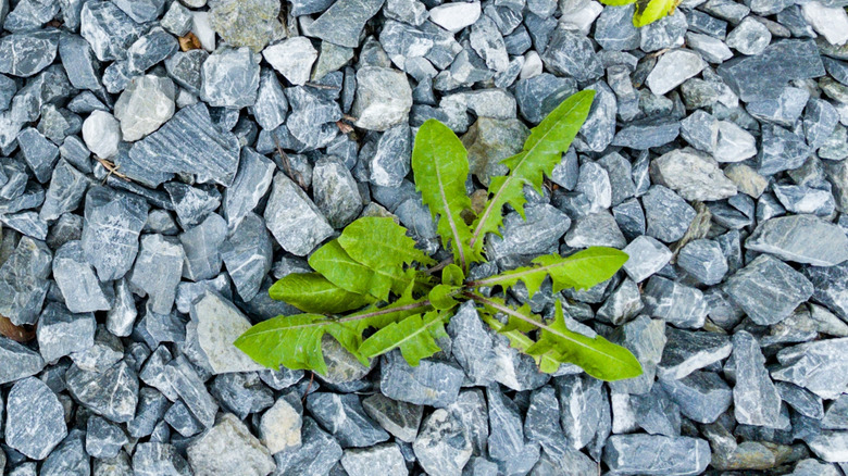 Weeds growing in gravel