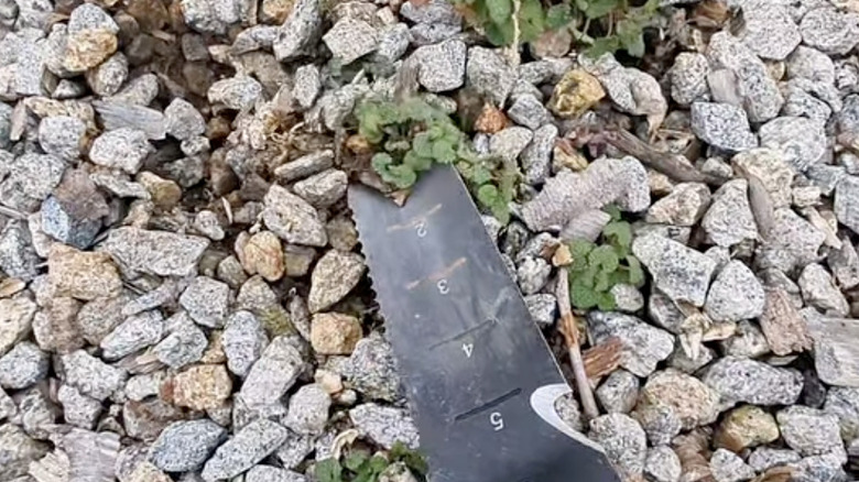 A person uses a hori-hori to dig up weeds in a gravel driveway.