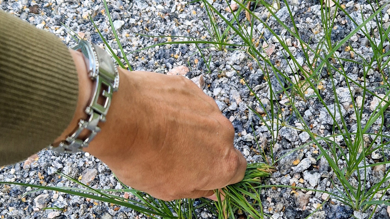 A person hand-pulls weeds from their gravel driveway.