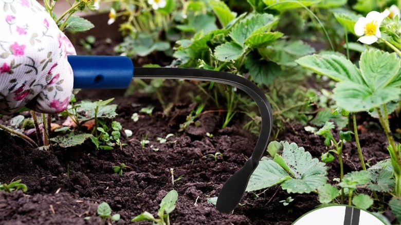 Closeup of the weed pulling tool in a garden bed with strawberry plants