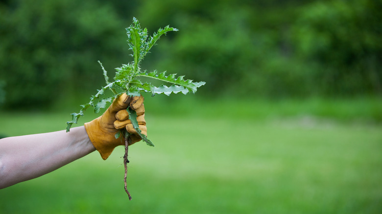 a person holds onto a freshly pulled thistle weed