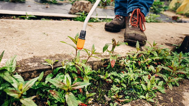 Gardener spraying weed growth in garden