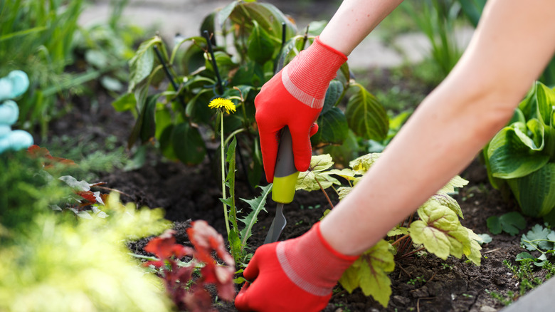 Gardener with red gloves pulling weeds