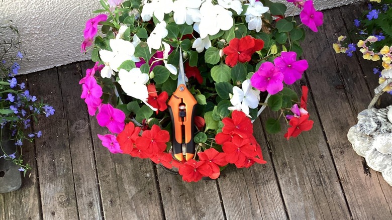 Pair of Vivosun pruners resting in a container full of assorted impatiens
