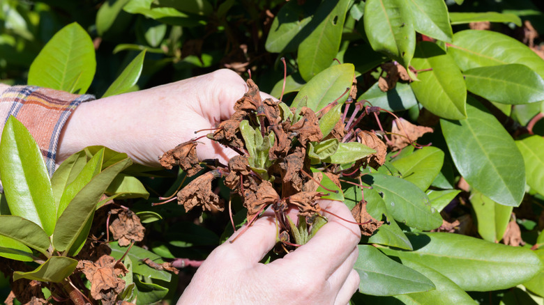 Two hands removing a brown, dried-up old flower from a plant
