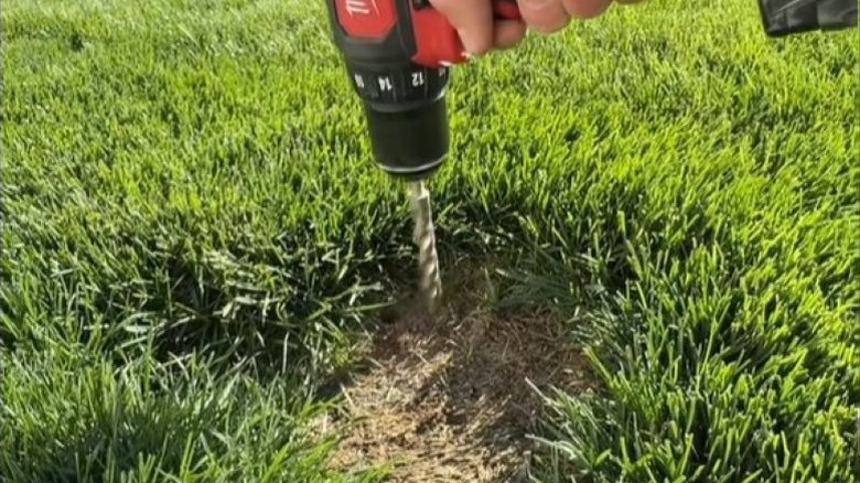Using a hand drill to aerate lawn with patchy grass