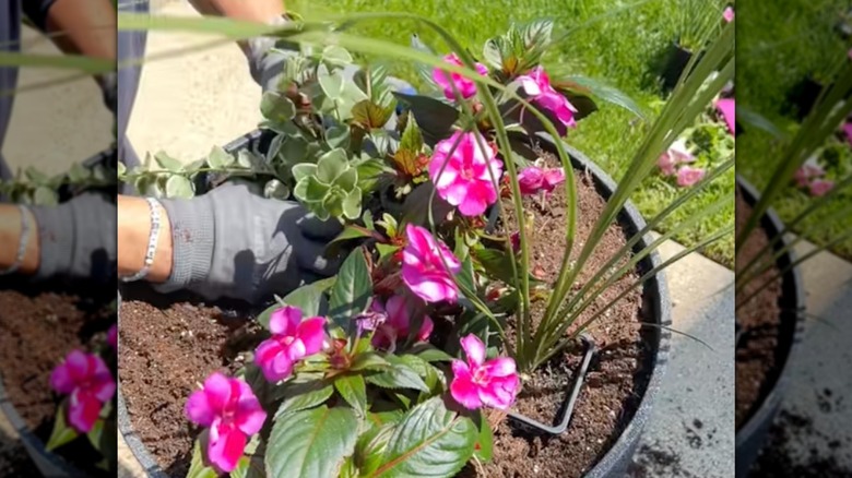 Gardener arranging flowers still in their original nursery pots into larger planter