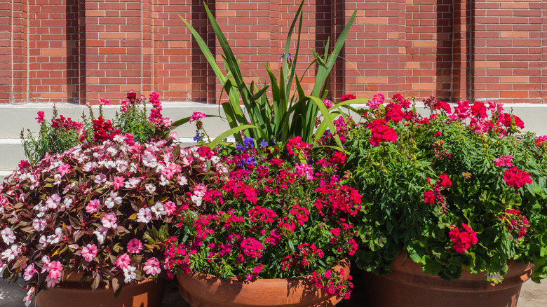 Large planters with different types of arranged flowers inside.