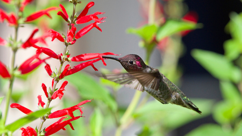 Hummingbird feeding from pineapple sage flowers