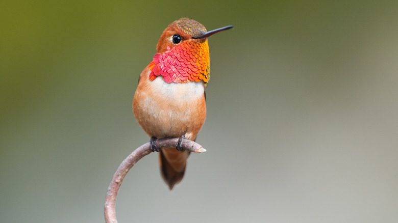 Hummingbird perched on a twig