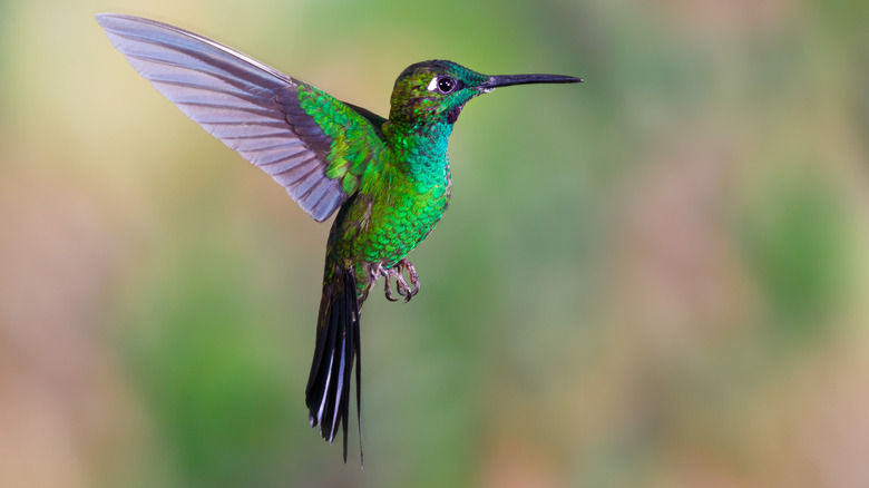 green hummingbird  