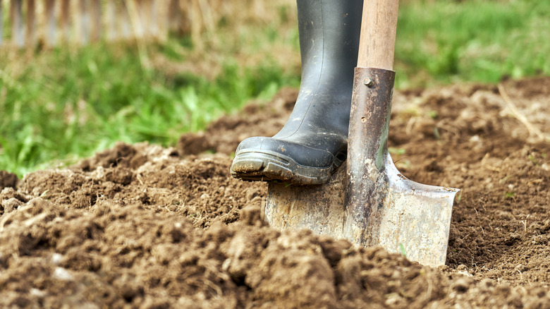 gardener digging clay soil