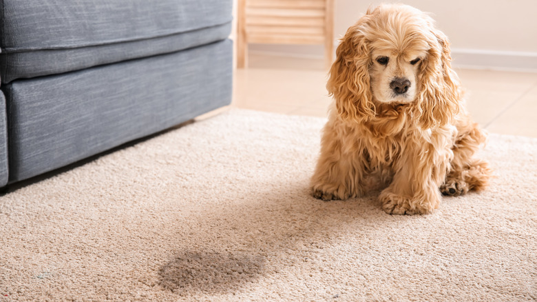 Guilty dog sitting near urine stain on carpet