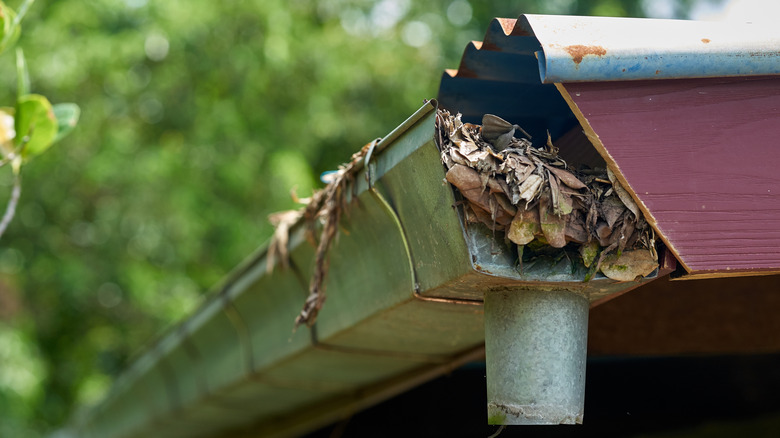 Gutters clogged with leaves