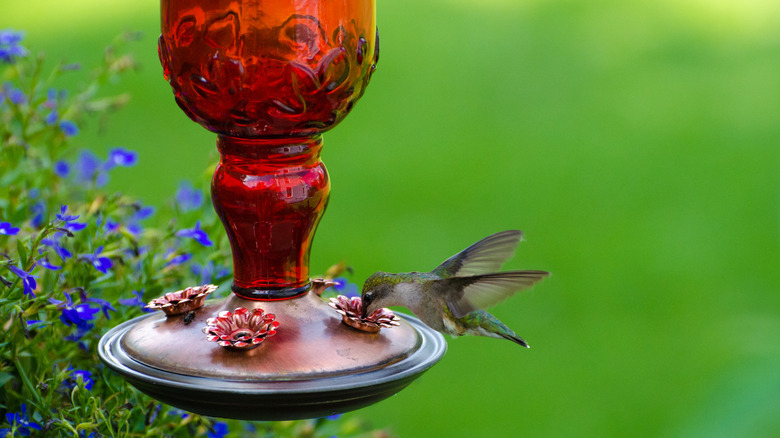 hummingbird at feeder