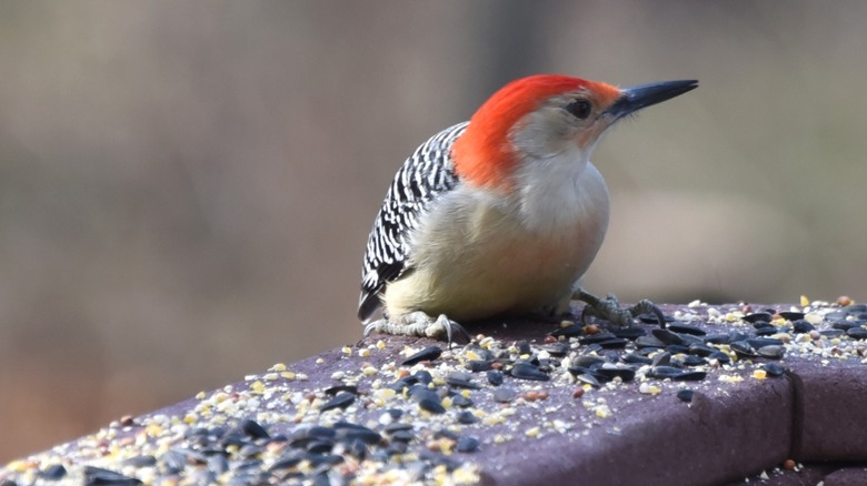 Woodpecker sitting on stone ledge covered in bird feed