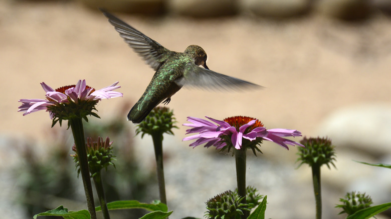 hummingbird flying in the garden