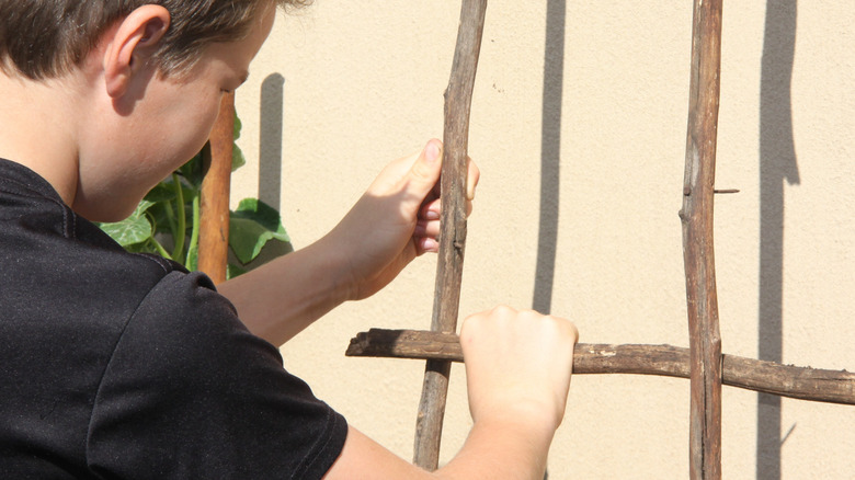 A man makes a trellis using thin branches cut from a shrub or tree.