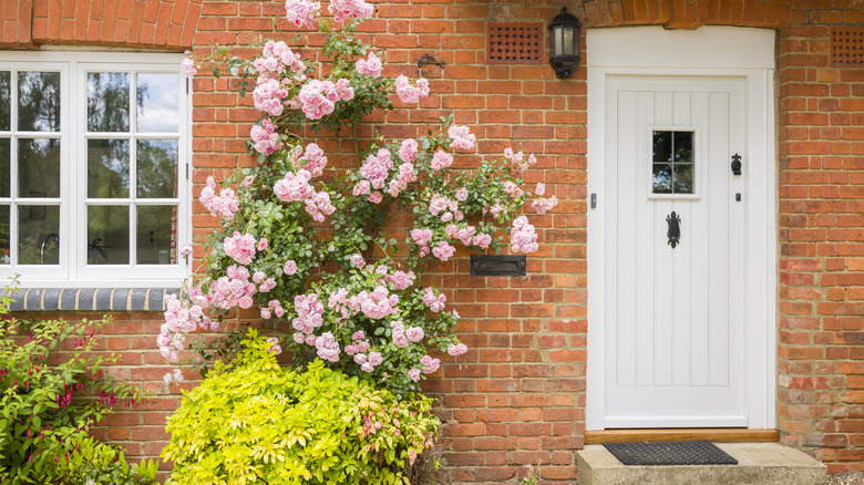 A vining flowering plant grows up the front wall of a brick home.