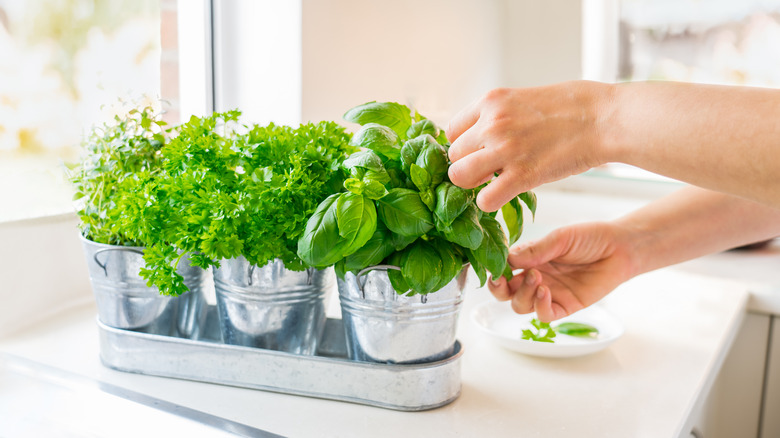 Picking basil in kitchen