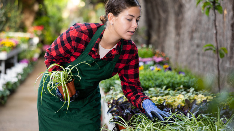 A clerk in a garden center holds a potted spider plant in one hand while she examines more potted spider plants with the other.
