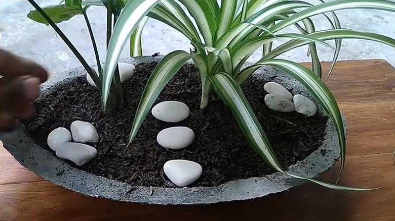 The completed concrete bowl planter with a spider plant in it and some white pebbles to decorate.