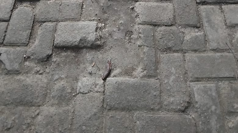 A close up of a brick paved patio