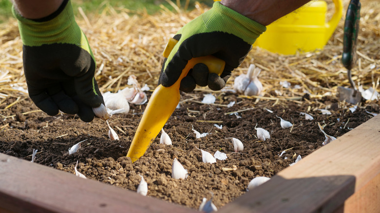 Gardener's gloved hands using a dibber to make holes for planting garlic bulbs