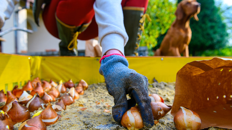 A gardener planting bulbs in a garden bed