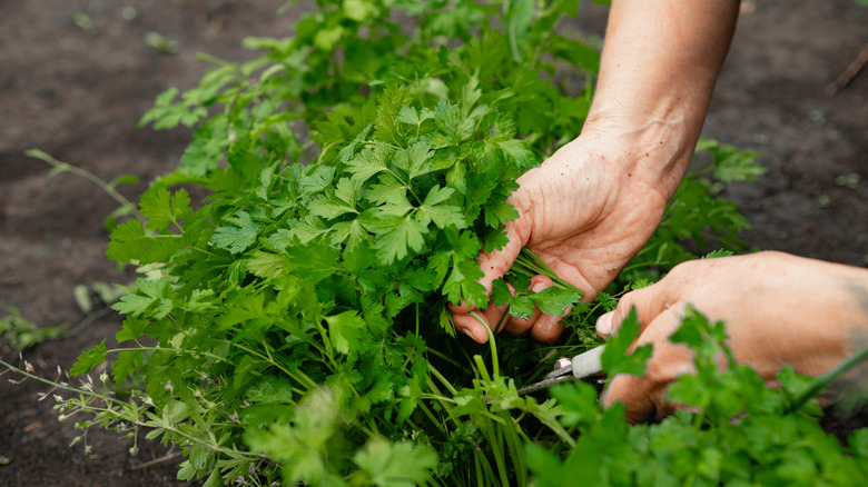 Hands collecting parsley in the garden