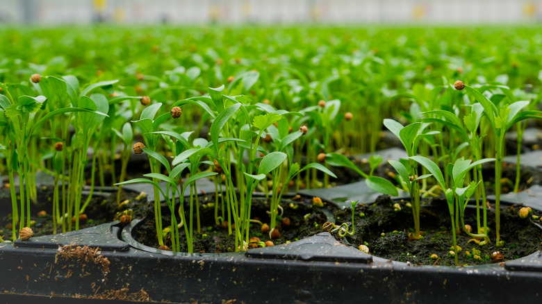 Tiny parsley sprouts in black plastic trays