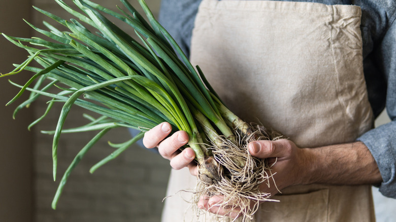 gardener holding bunch of green onions