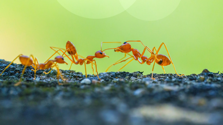 Vivid orange red fire ants engaging in close interaction