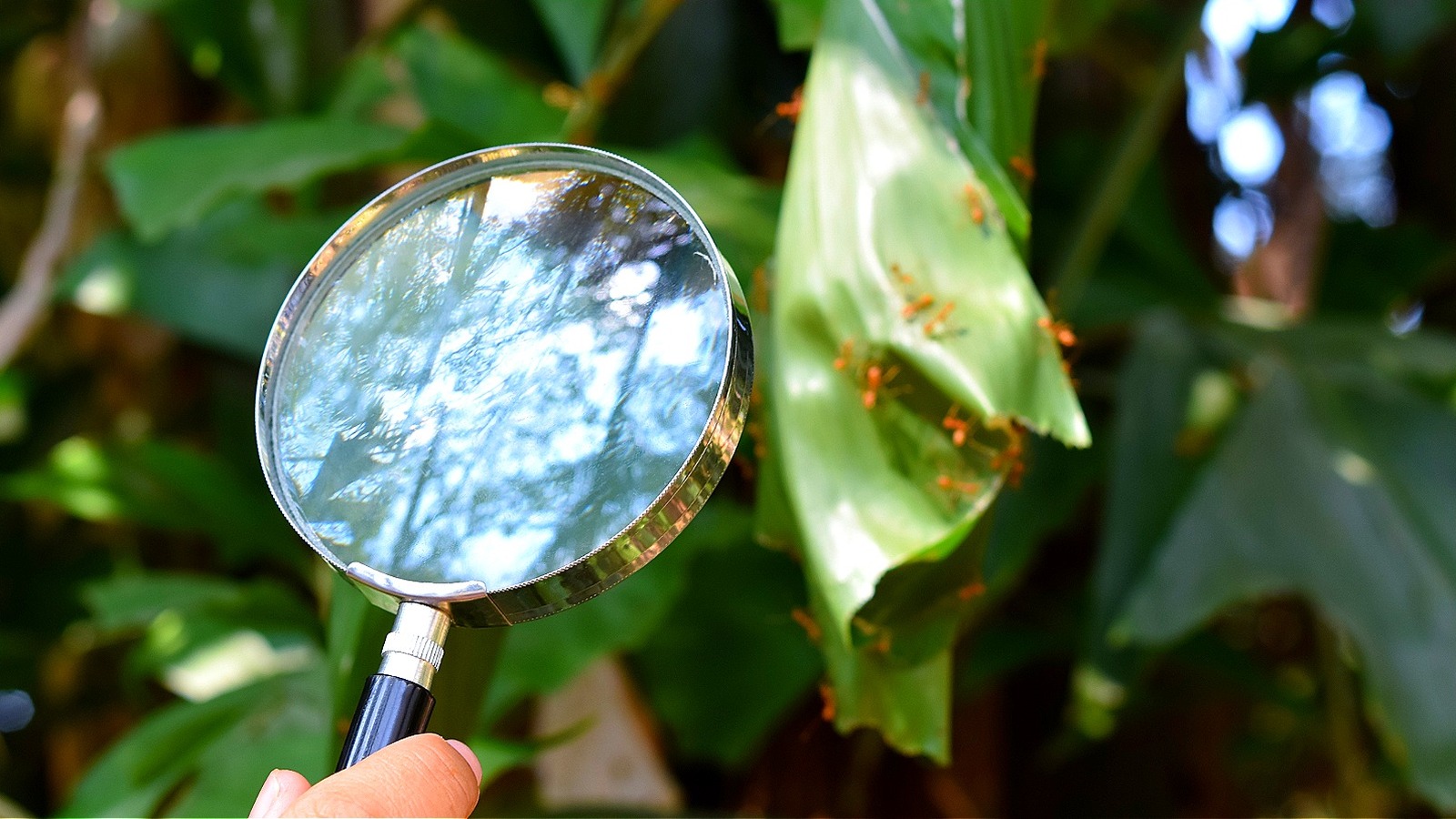 Easily Remove Ants From Your Lawn With An Eco-Friendly Find From Home Depot