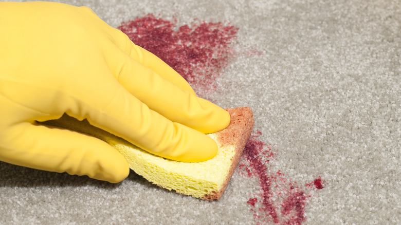 Person cleaning blood from carpet