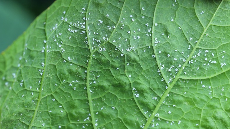 whiteflies on a leaf