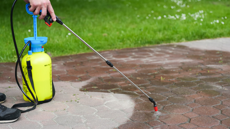 A person using a sprayer on a slightly mossy pathway.