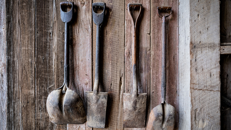 rusty shovels hung on a wooden wall