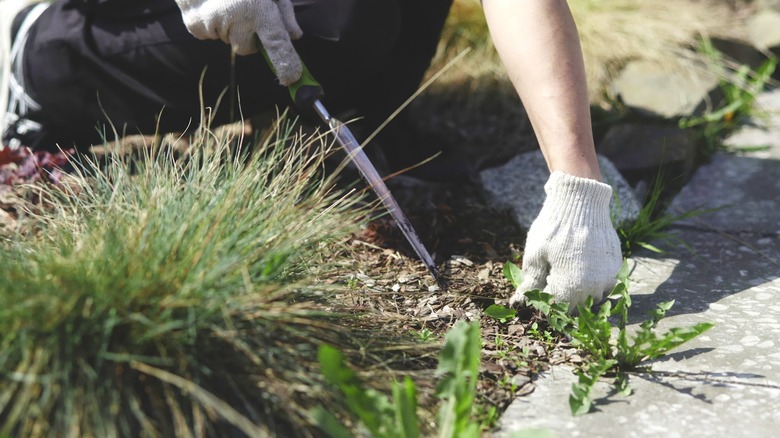 Person pulling weeds that are growing between pavement cracks