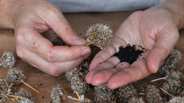 person collecting seeds from plants