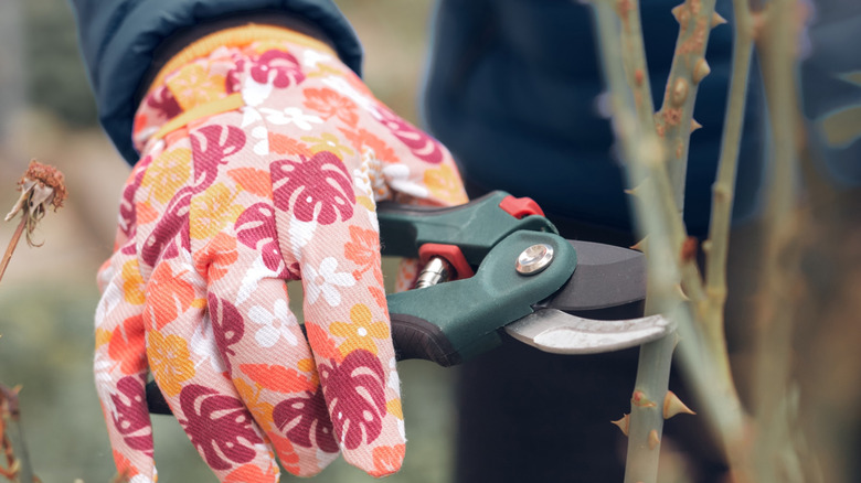 A person pruning rose bushes using garden shears