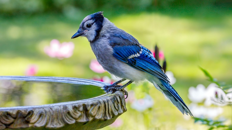 Blue bird perched on a birdbath in yard with flowers
