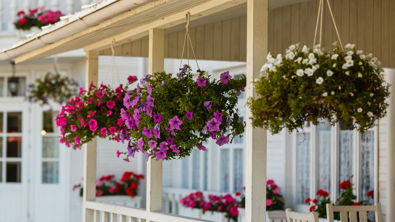 Three hanging plants lined up hanging from white porch