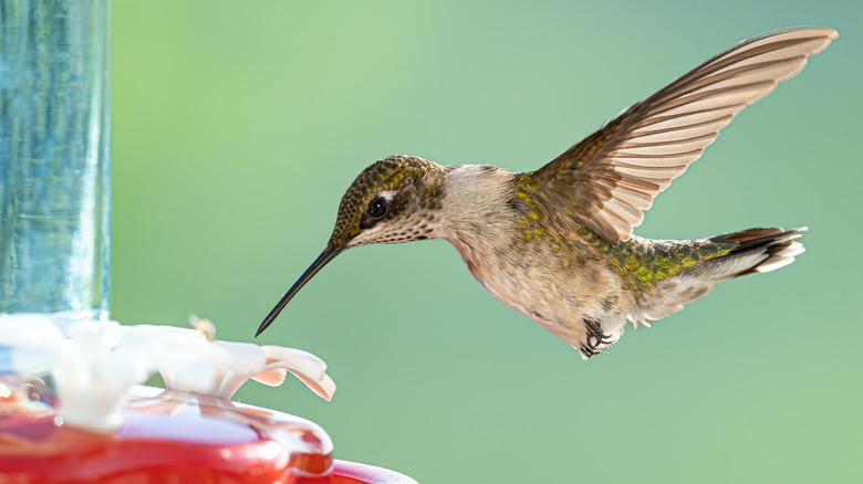 A hummingbird drinking out of a red hummingbird feeder
