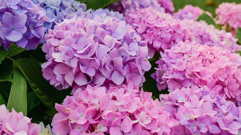 Pink and purple hydrangea blooms